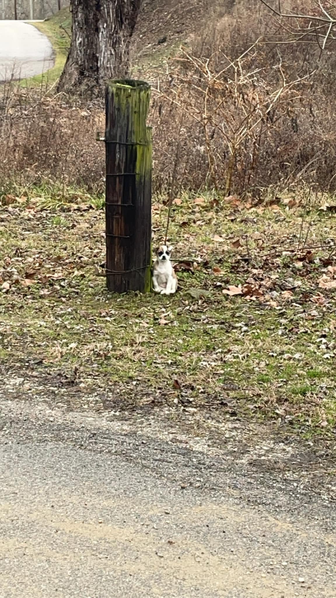 puppy tied to a tree