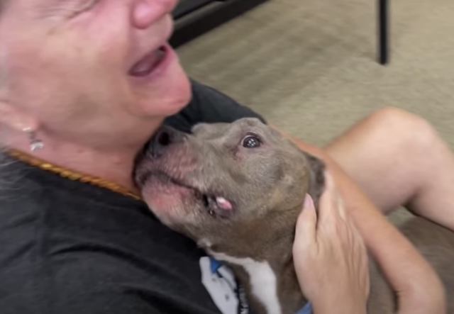 Woman cuddling lost Pit Bull