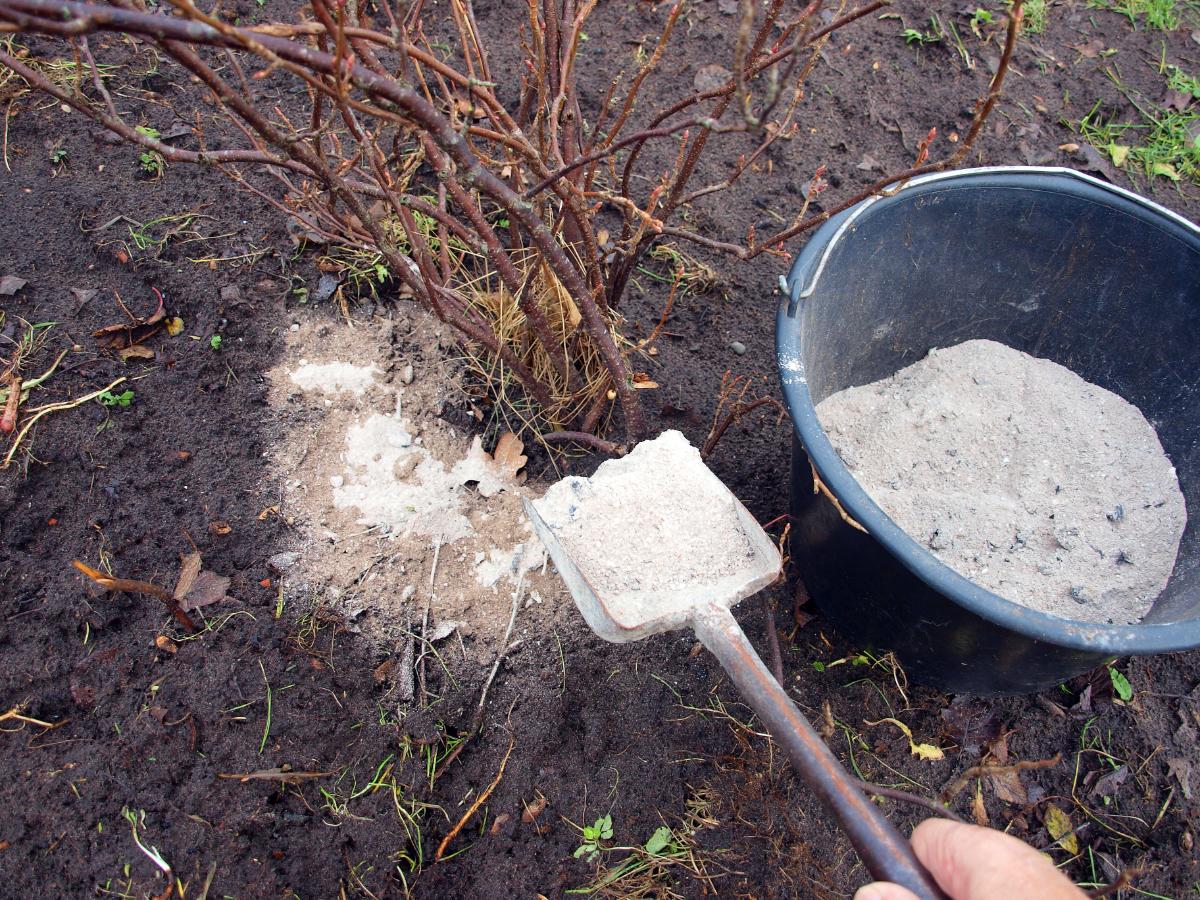 Ash used as soil amendment