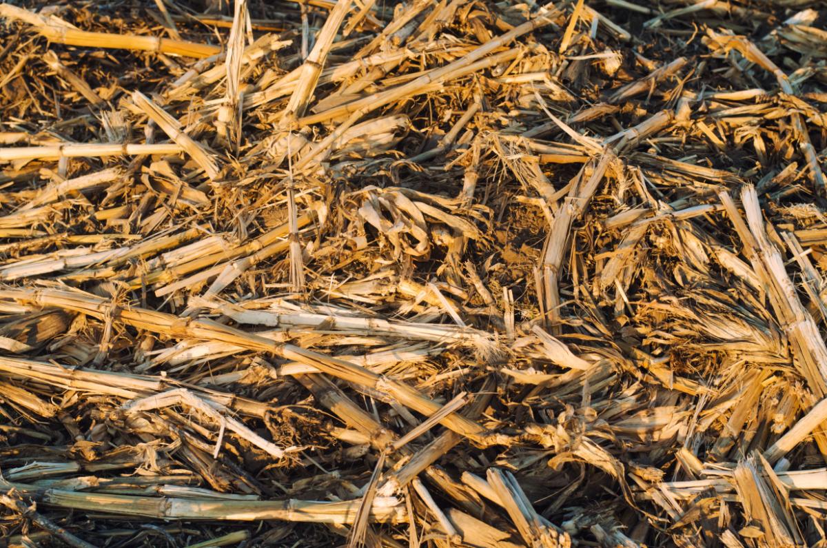 Old, dead stalks in a garden