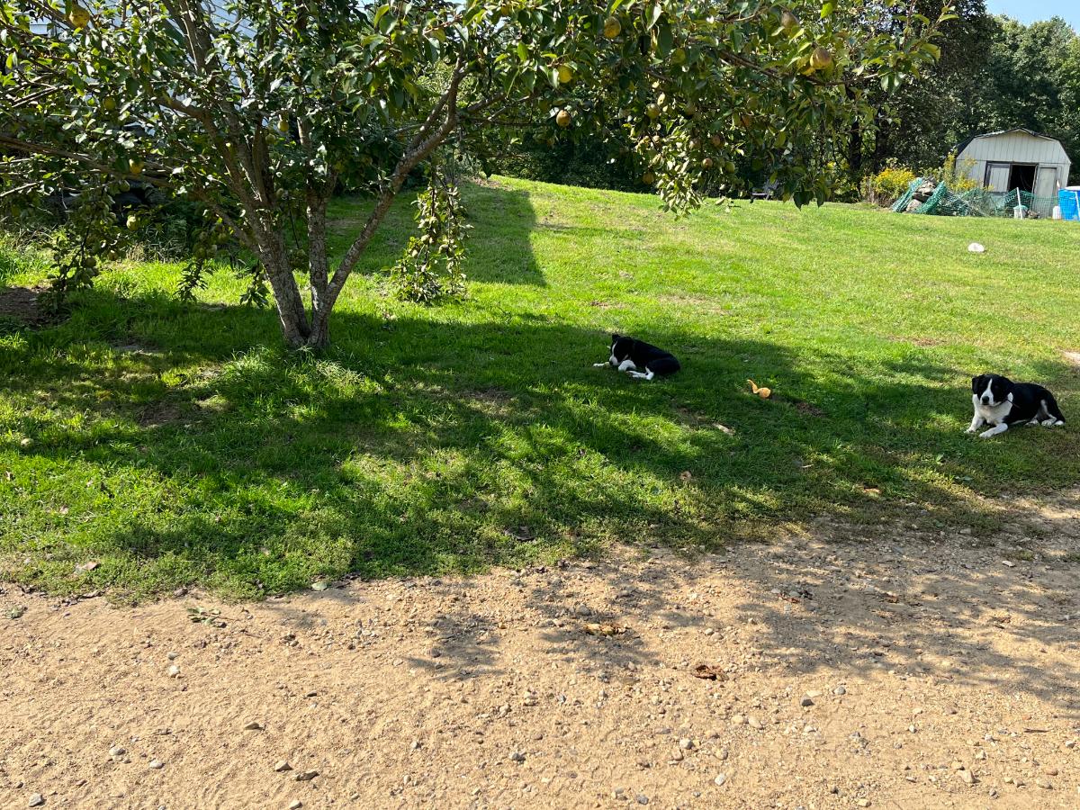 Soil spread over a lawn