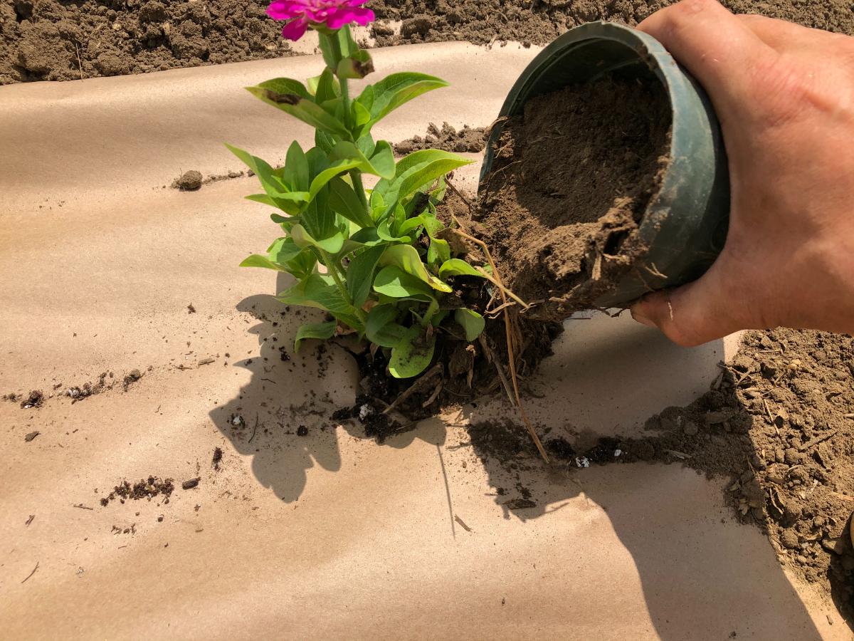 Planting a plant in the garden backfilling with old soil