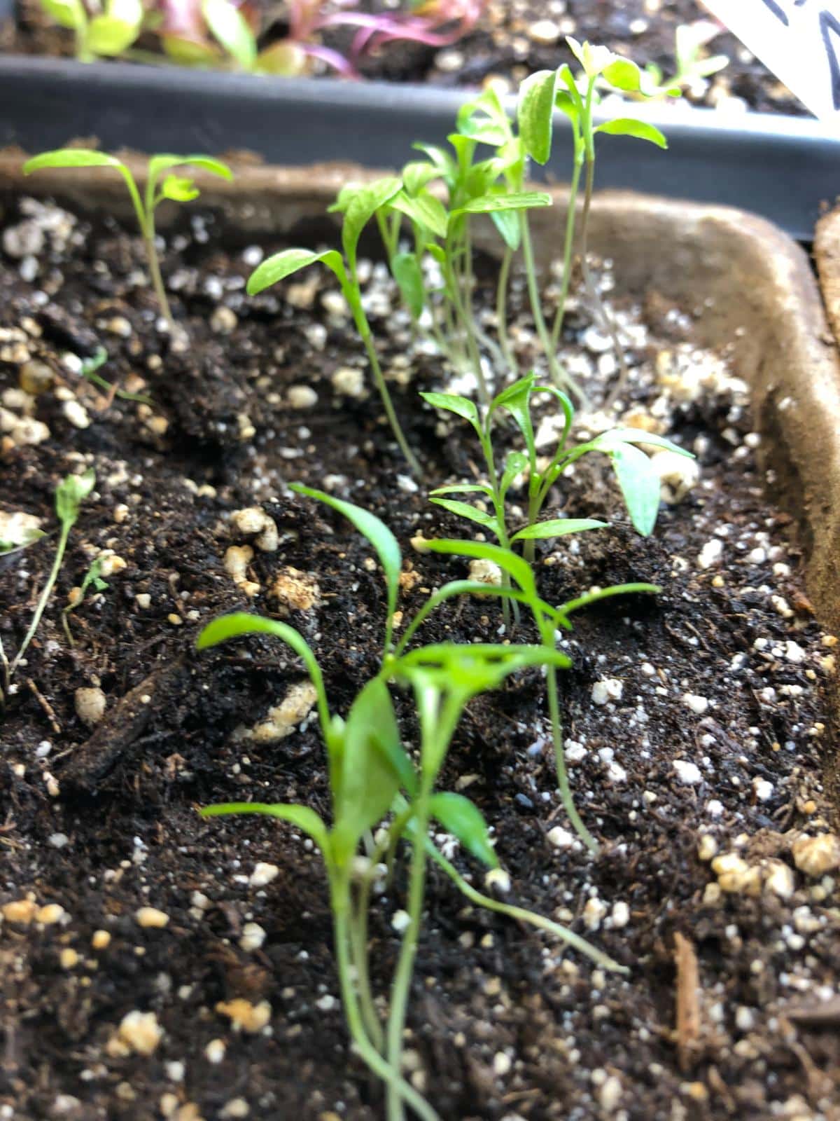 Seedlings started in seedling soil