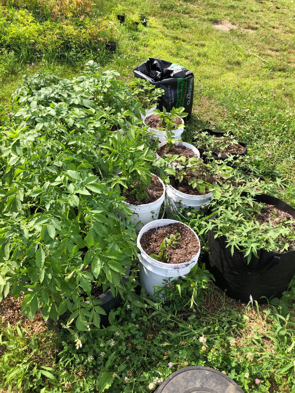 15 Great Ways To Reuse Old Potting Soil