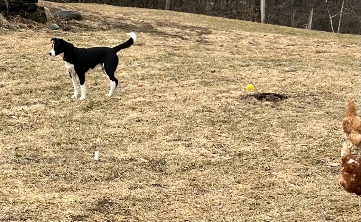 Lawn patch made with old potting soil