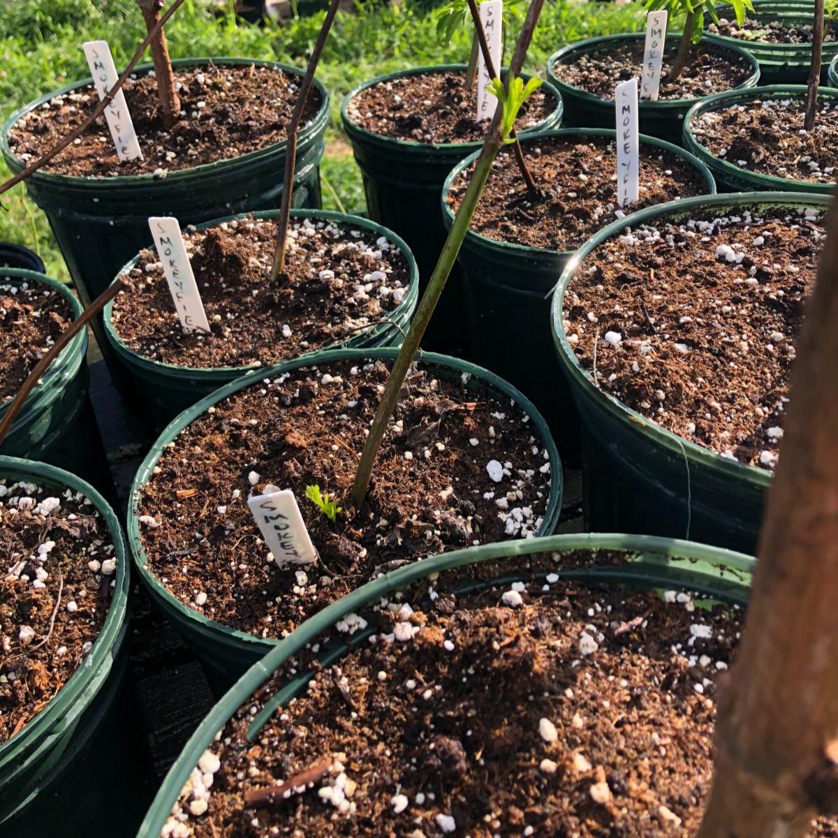 15 Great Ways To Reuse Old Potting Soil