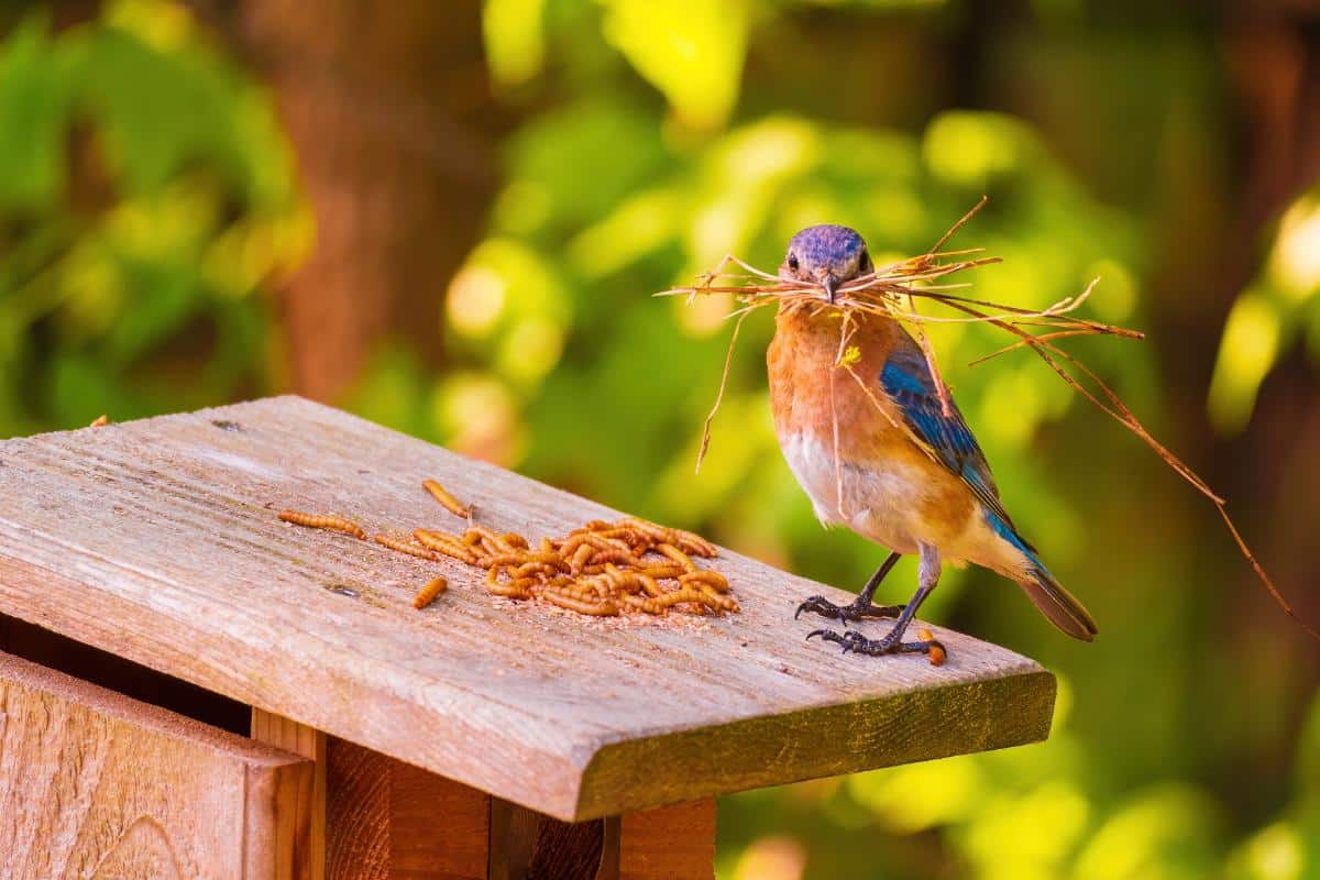 16 Ways to Attract Bluebirds for Garden Pest Control A bluebird on a bluebird house with grass and mealy worms