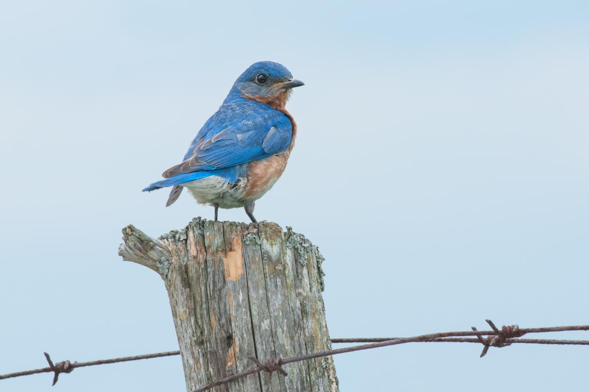 16 Ways to Attract Bluebirds for Garden Pest Control A bluebird on a fence post