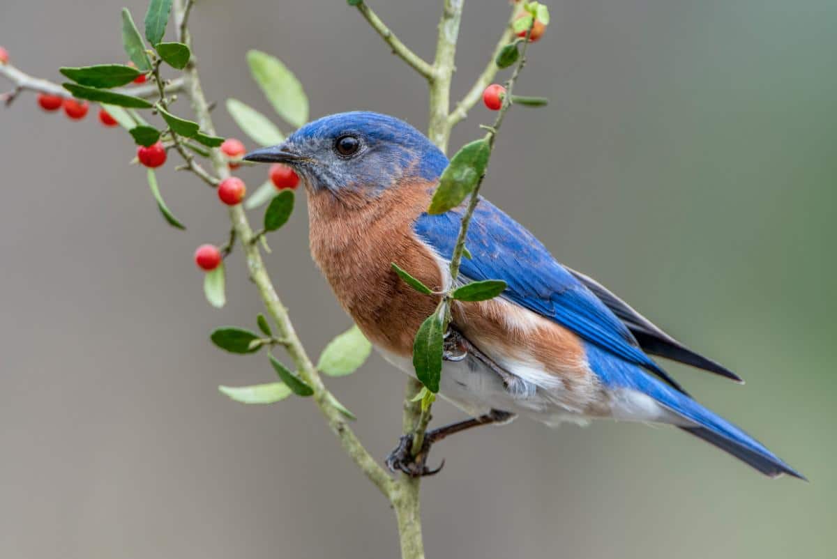 16 Ways to Attract Bluebirds for Garden Pest Control Bluebird on a winter shrub