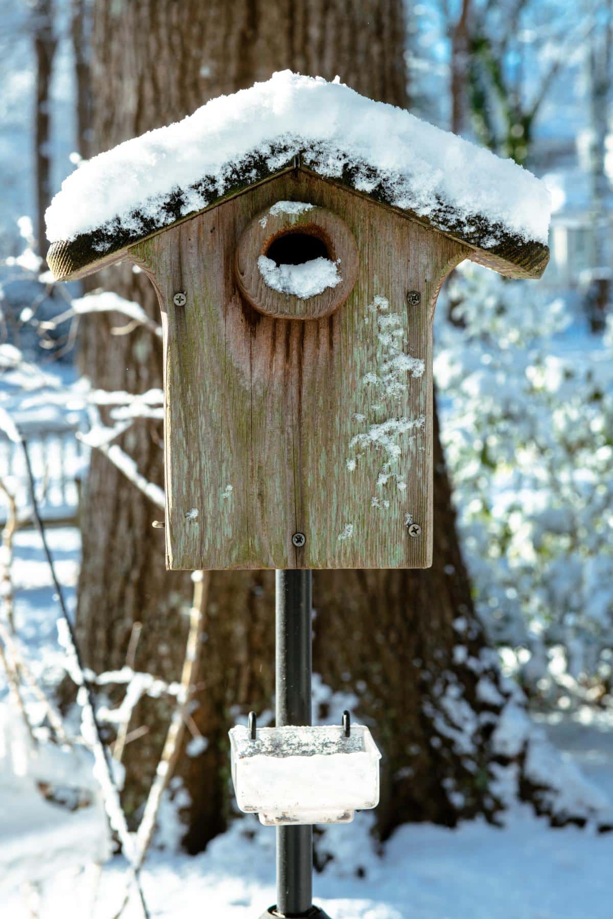 16 Ways to Attract Bluebirds for Garden Pest Control A snow covered bluebird house