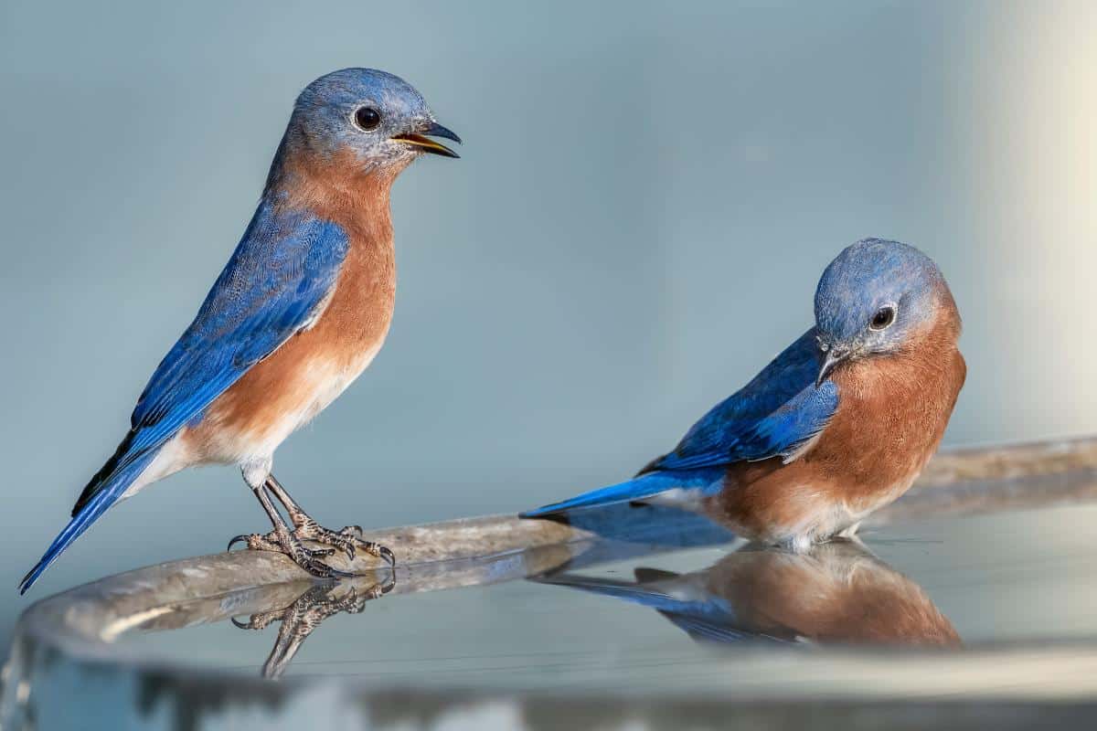 16 Ways to Attract Bluebirds for Garden Pest Control Bluebirds at a bird bath
