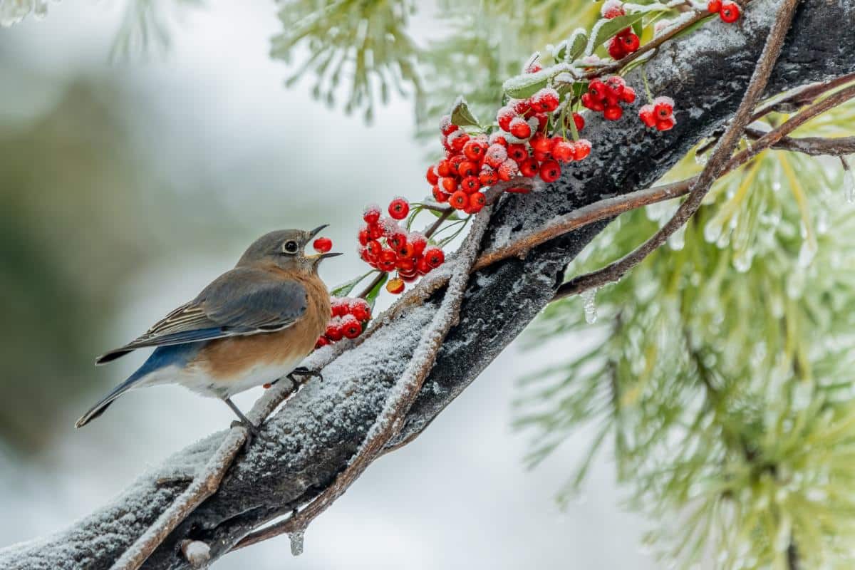 16 Ways to Attract Bluebirds for Garden Pest Control A bluebird eating berries in winter