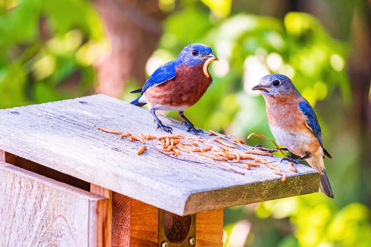 16 Ways to Attract Bluebirds for Garden Pest Control Bluebirds eating mealy worms