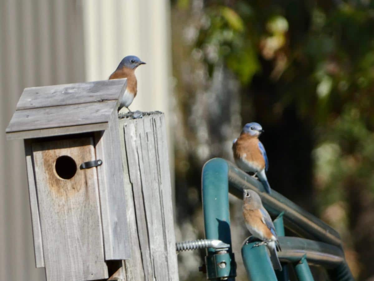 16 Ways to Attract Bluebirds for Garden Pest Control Bluebirds at a house on a fence line