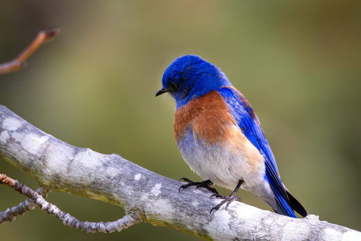 16 Ways to Attract Bluebirds for Garden Pest Control A bluebird on a branch