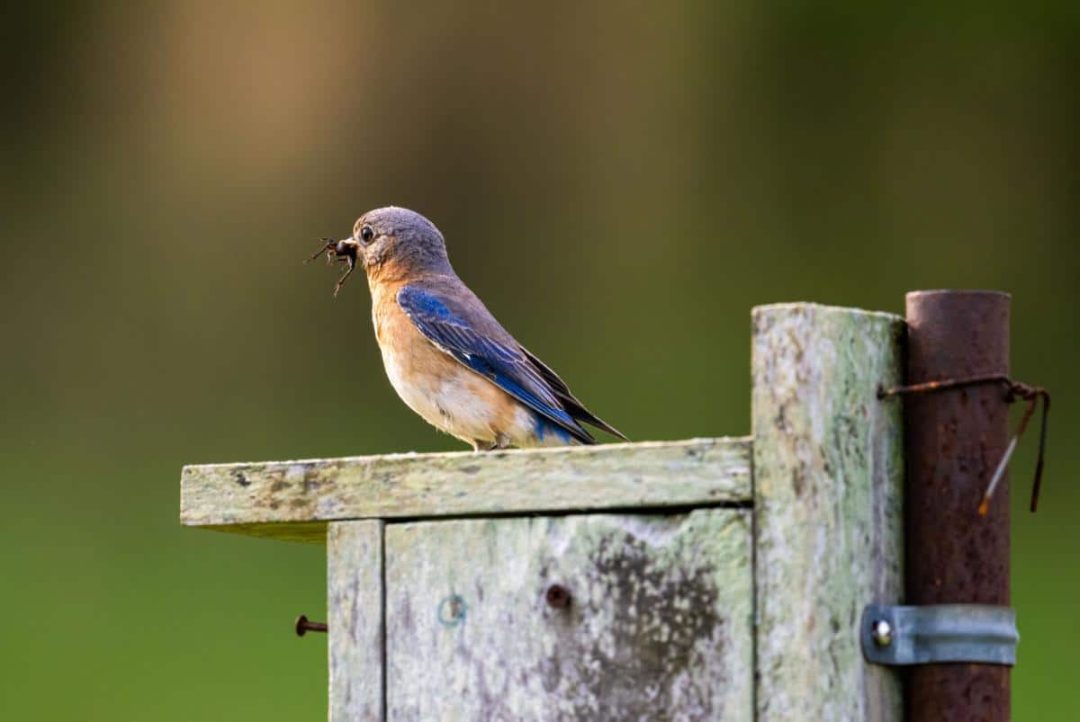 16 Ways to Attract Bluebirds for Garden Pest Control A bluebird on a bluebird house