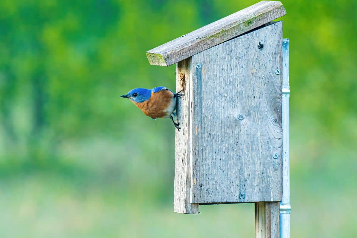 16 Ways to Attract Bluebirds for Garden Pest Control A bluebird house mounted on a pole