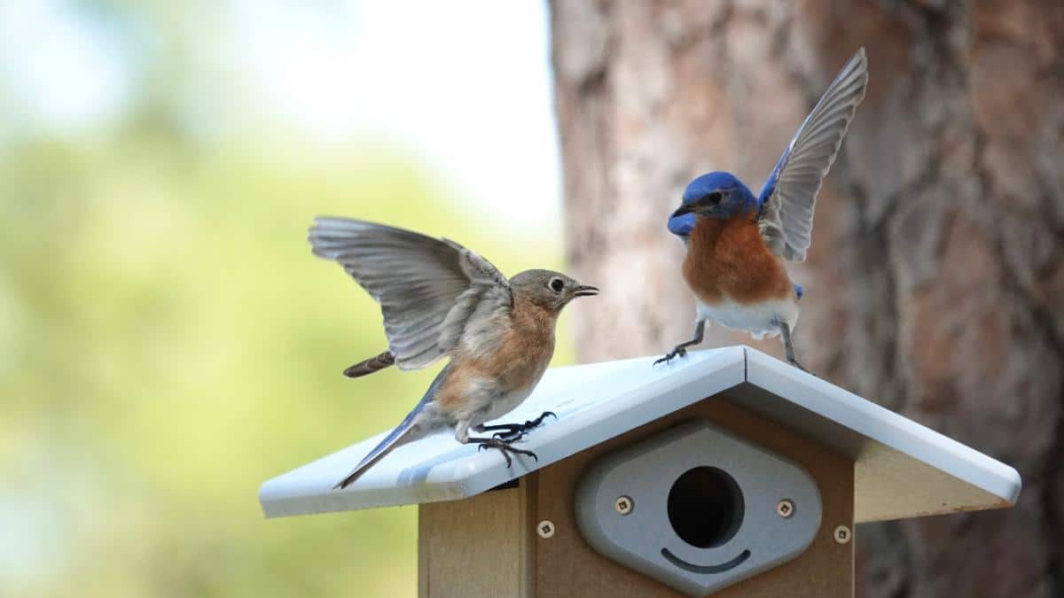 16 Ways to Attract Bluebirds for Garden Pest Control A pair of Bluebirds on a house