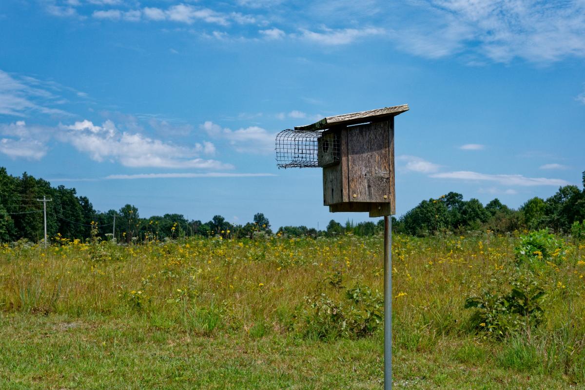 16 Ways to Attract Bluebirds for Garden Pest Control A bluebird house in an open meadow