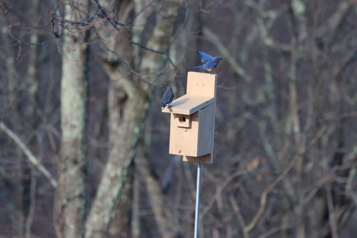 16 Ways to Attract Bluebirds for Garden Pest Control A bluebird house on a pole in an open area