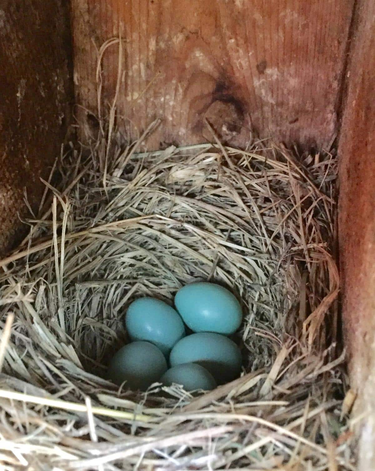 16 Ways to Attract Bluebirds for Garden Pest Control A clutch of bluebird eggs