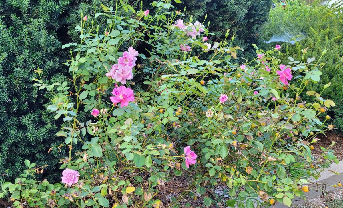 Low maintenance Carefree Beauty rose