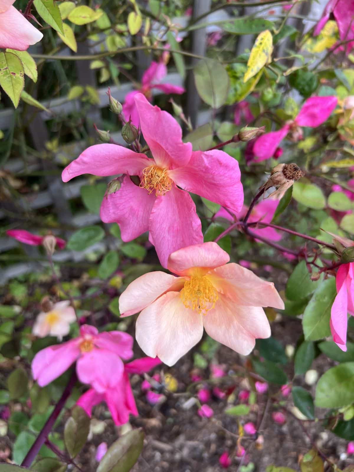 Iridescent pink Chine rose, Mutabilis