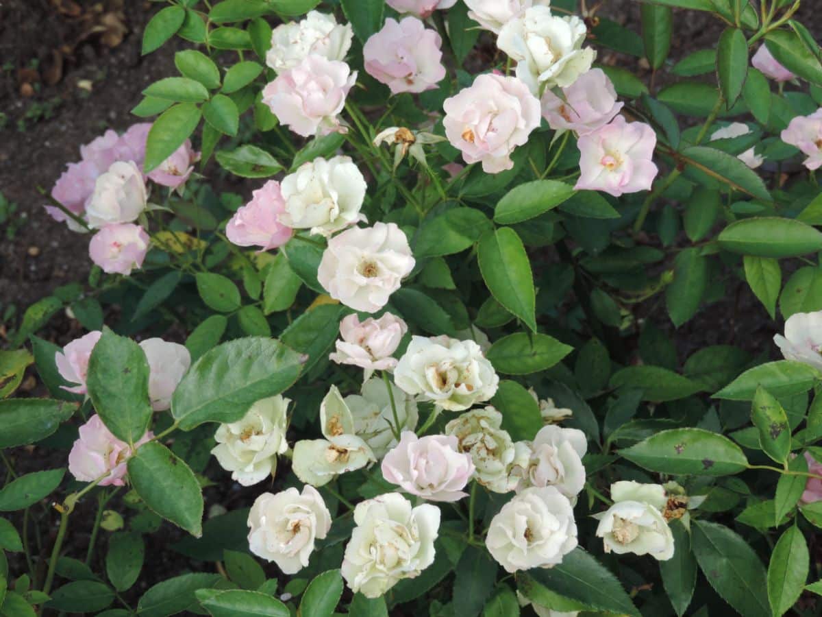 La Marne rose variety