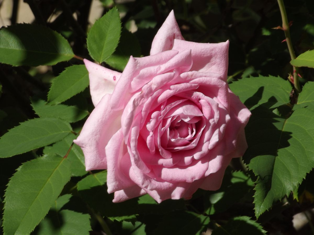 Belinda's Dream rose