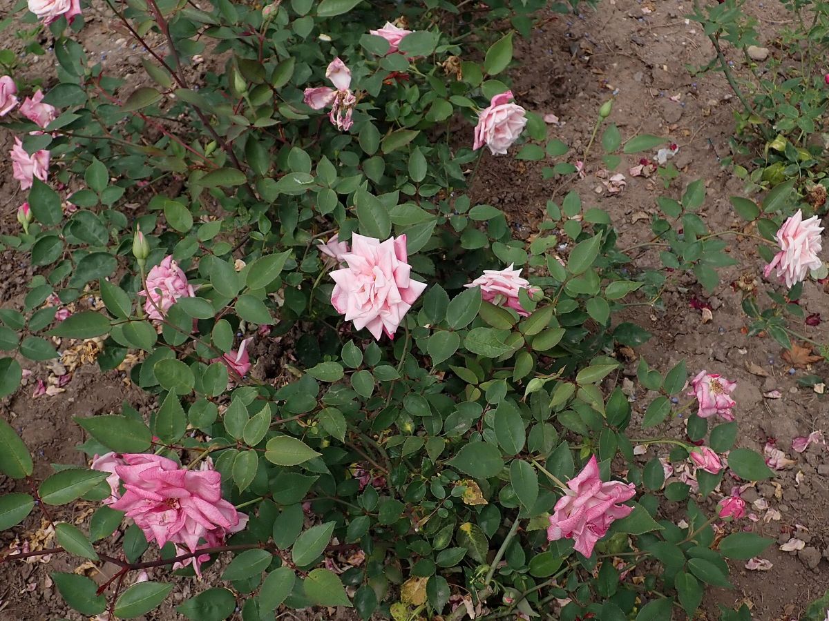 Madame Antoine Mari rose