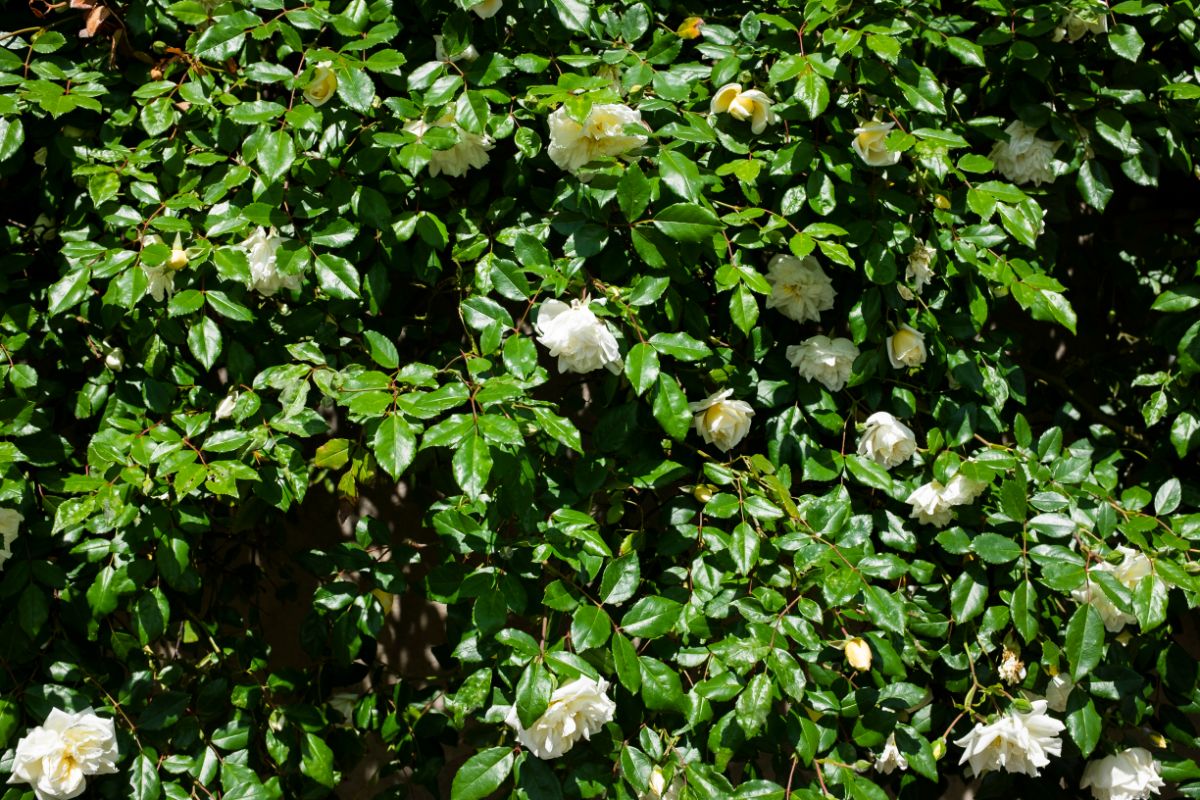 Mrs. Dudley Cross Rose