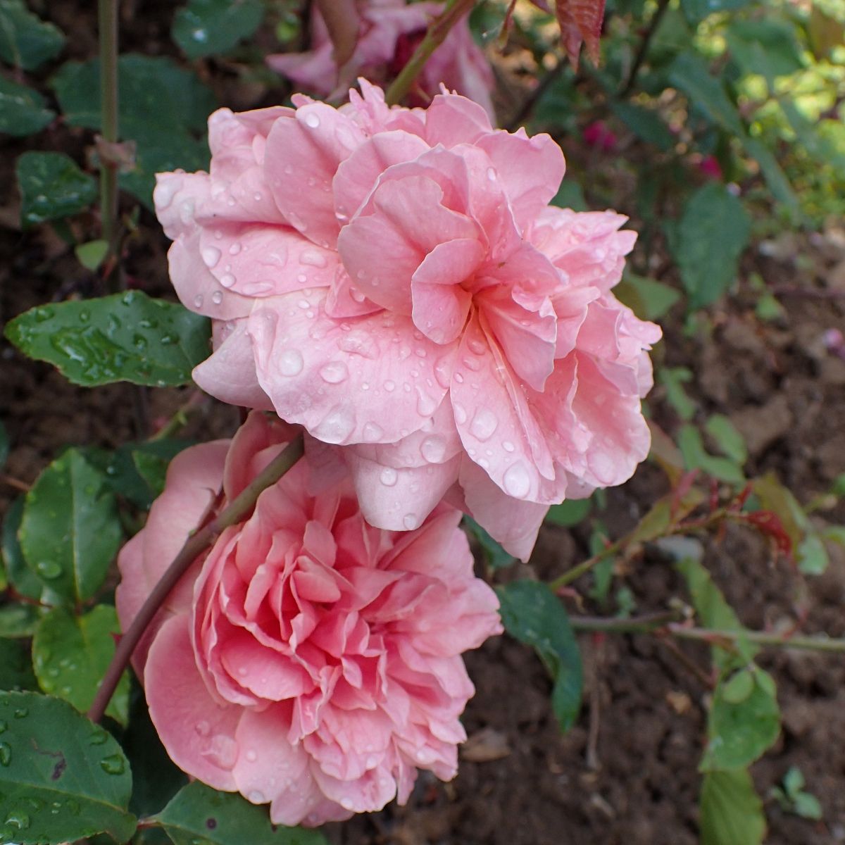 Monsieur Tillier rose variety