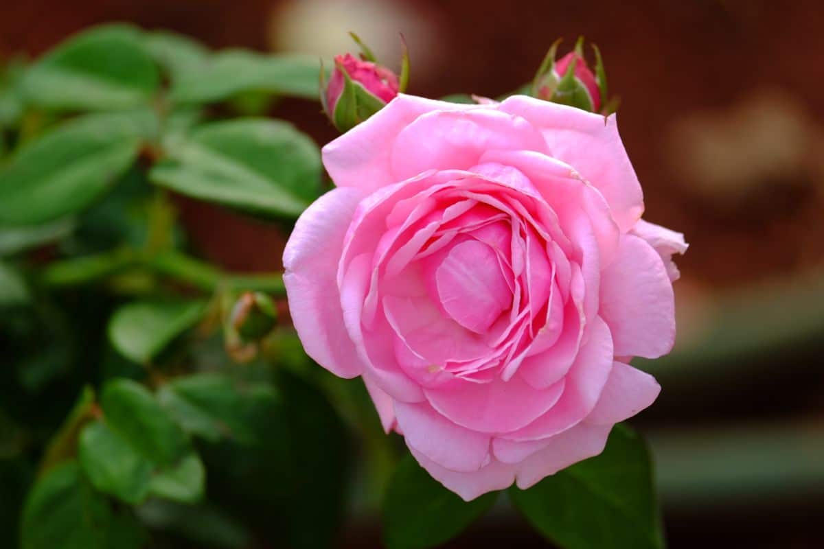 Climbing Pinkie rose