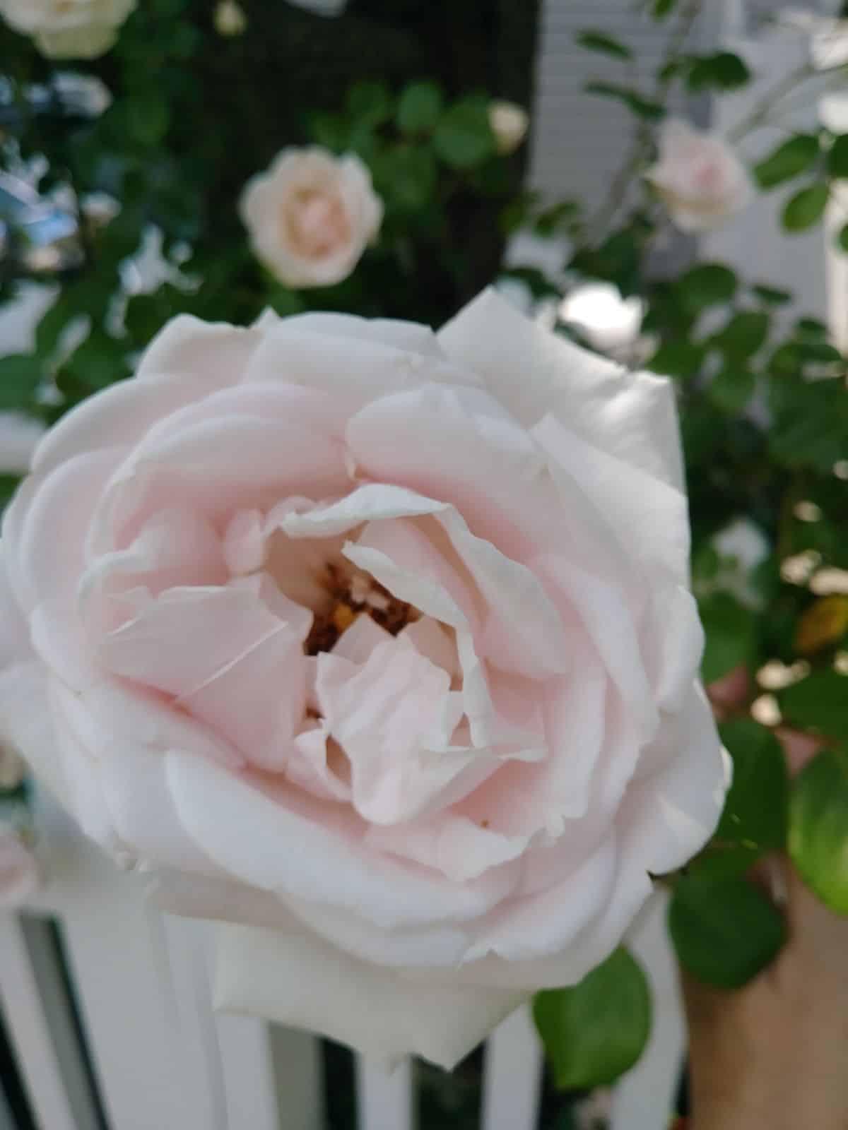 New Dawn rose