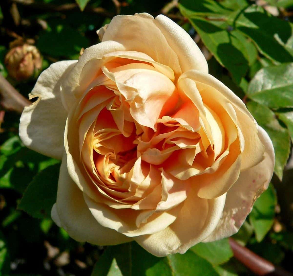 Reve d'Or rose