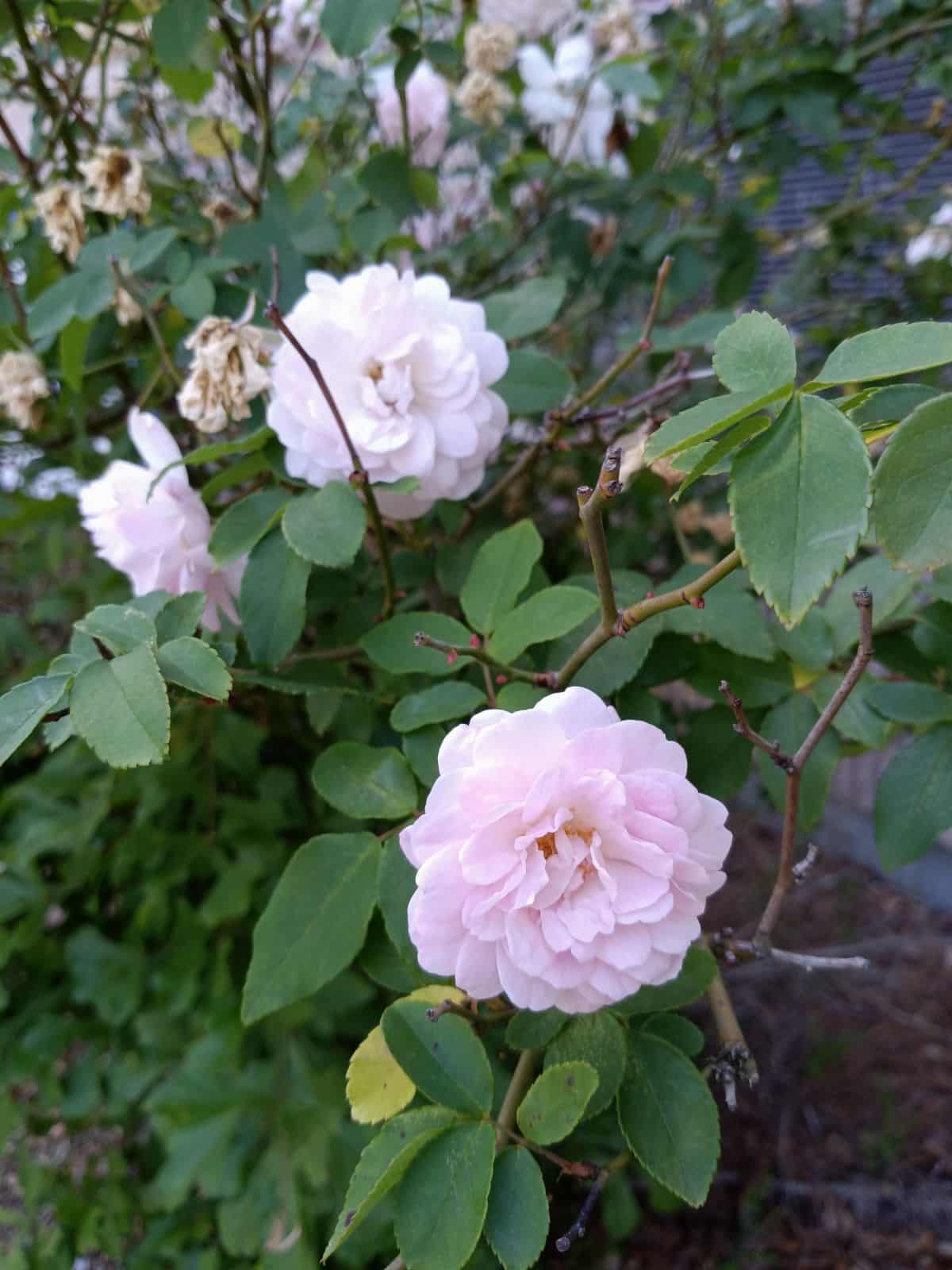 Marie Daly Earth Kind Rose