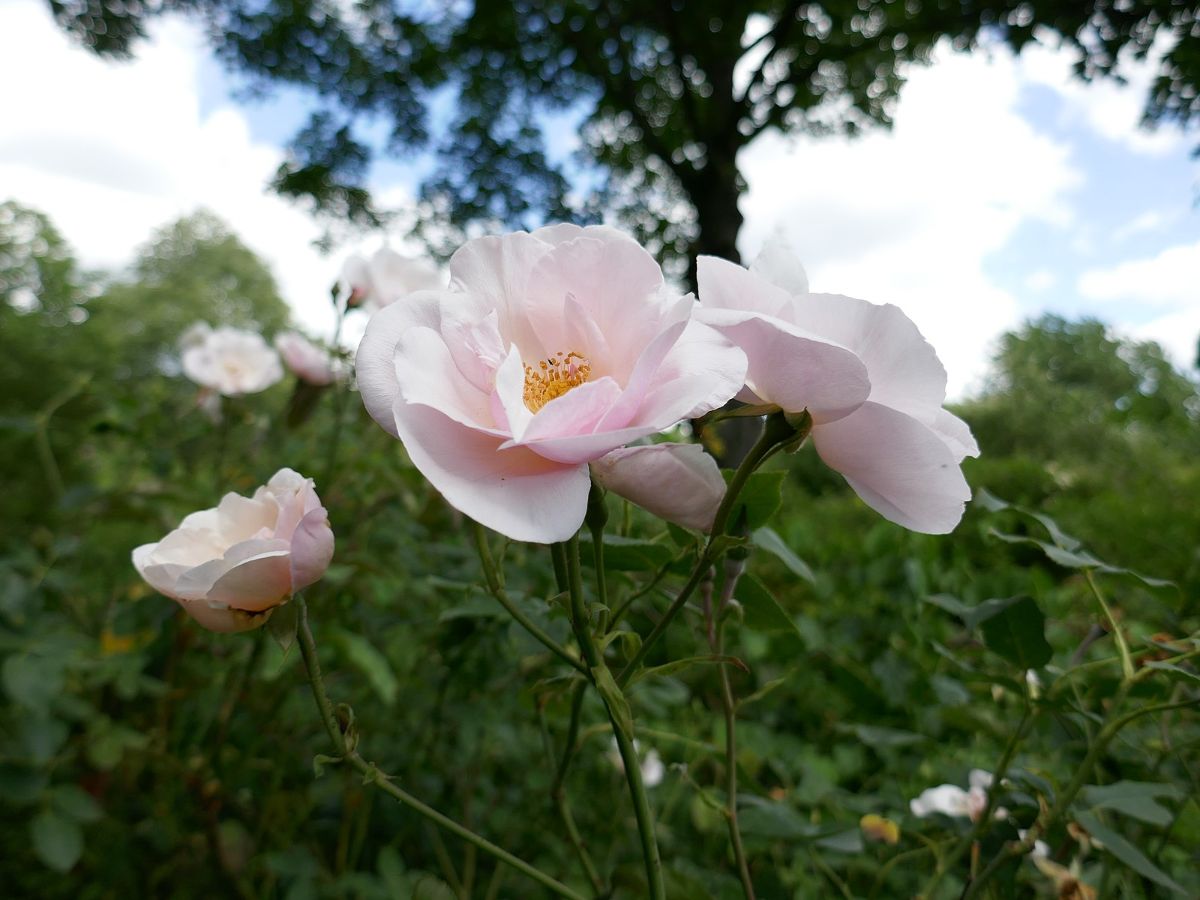 Rosa 'Souvenir de St. Anne's Rose