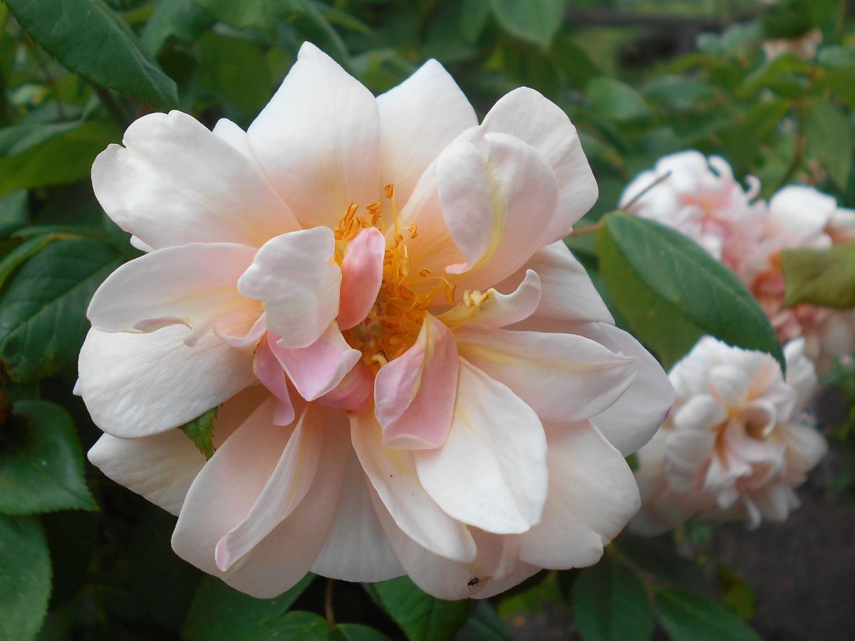 Perle d'Or, Pearl of Gold rose