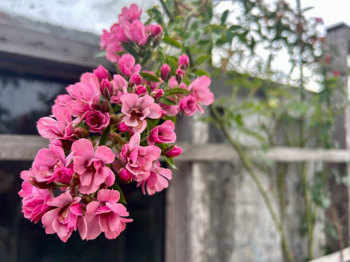 Dark pink Spice rose
