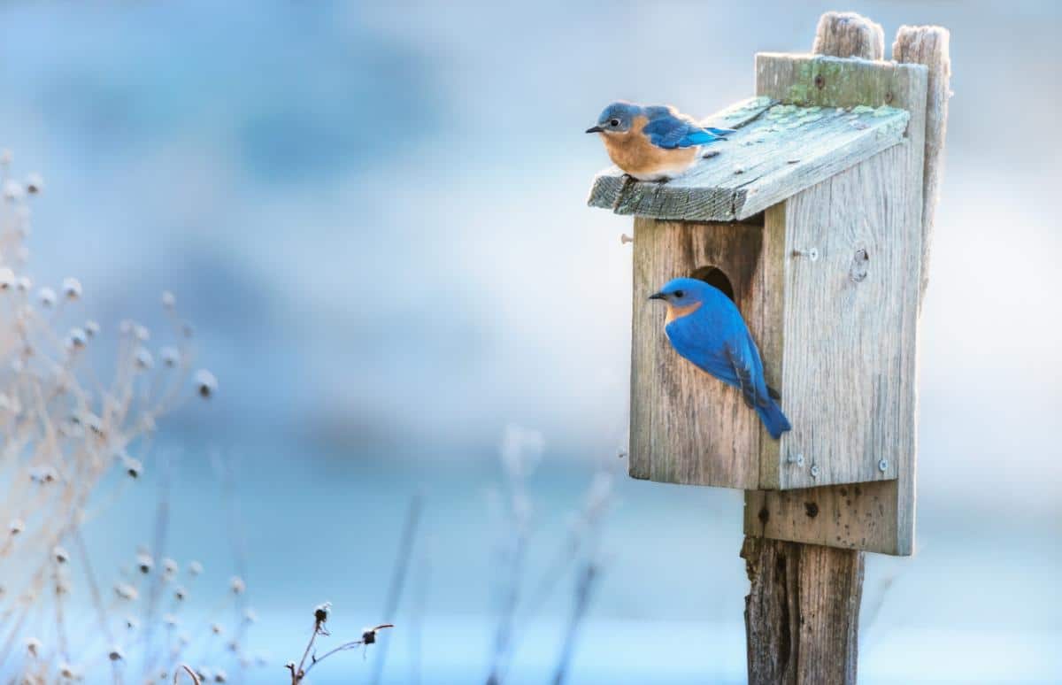 Bluebirds perched on a bluebird house