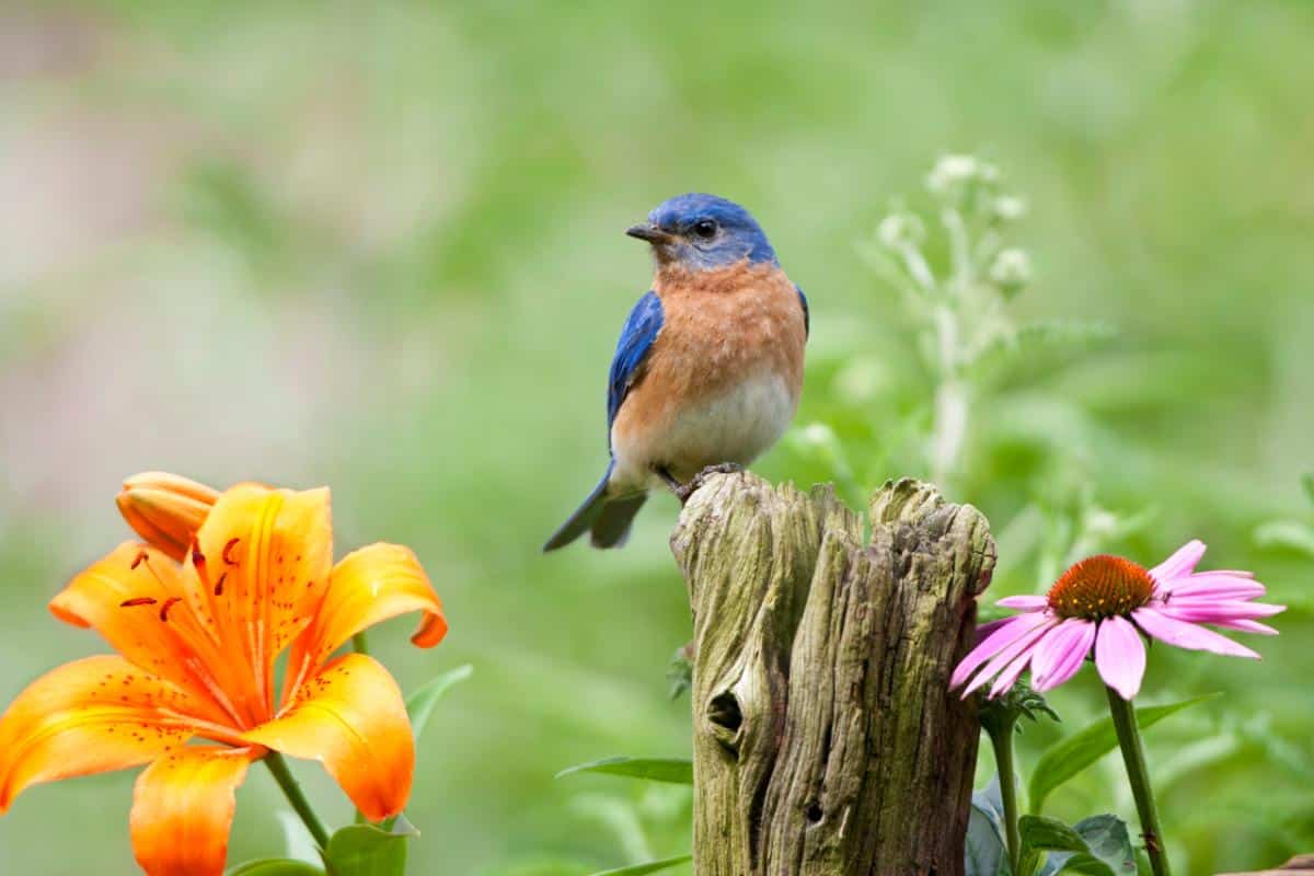 A Bluebird scouting for insects to eat