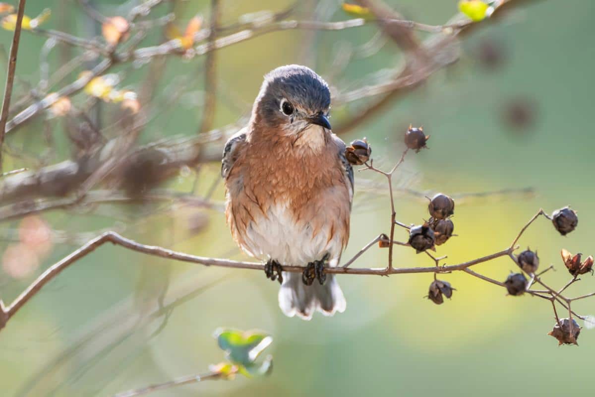 A bluebird perched on a seed stem