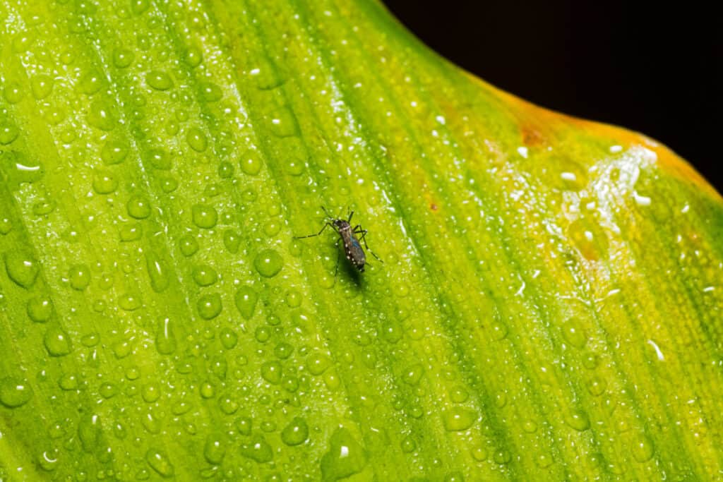 Closeup of mosquito on green leaf. Selective focus and crop fragment.