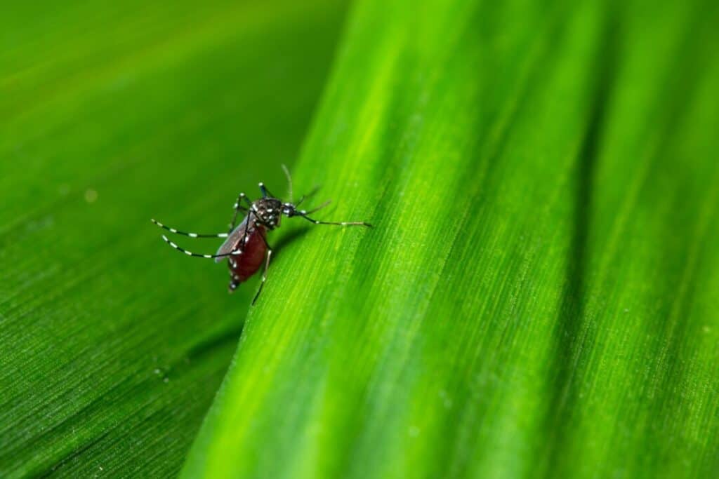 Mosquito on plant with green background