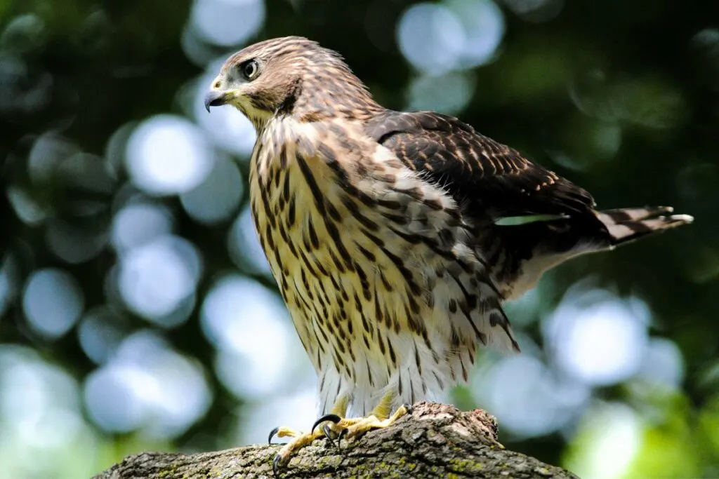 Having A Cooper’s Hawk In Your Yard Is Not Good – Here’s Why