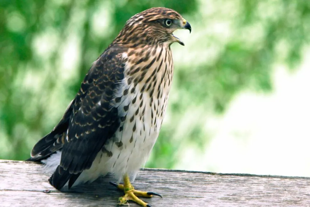 Having A Cooper’s Hawk In Your Yard Is Not Good – Here’s Why