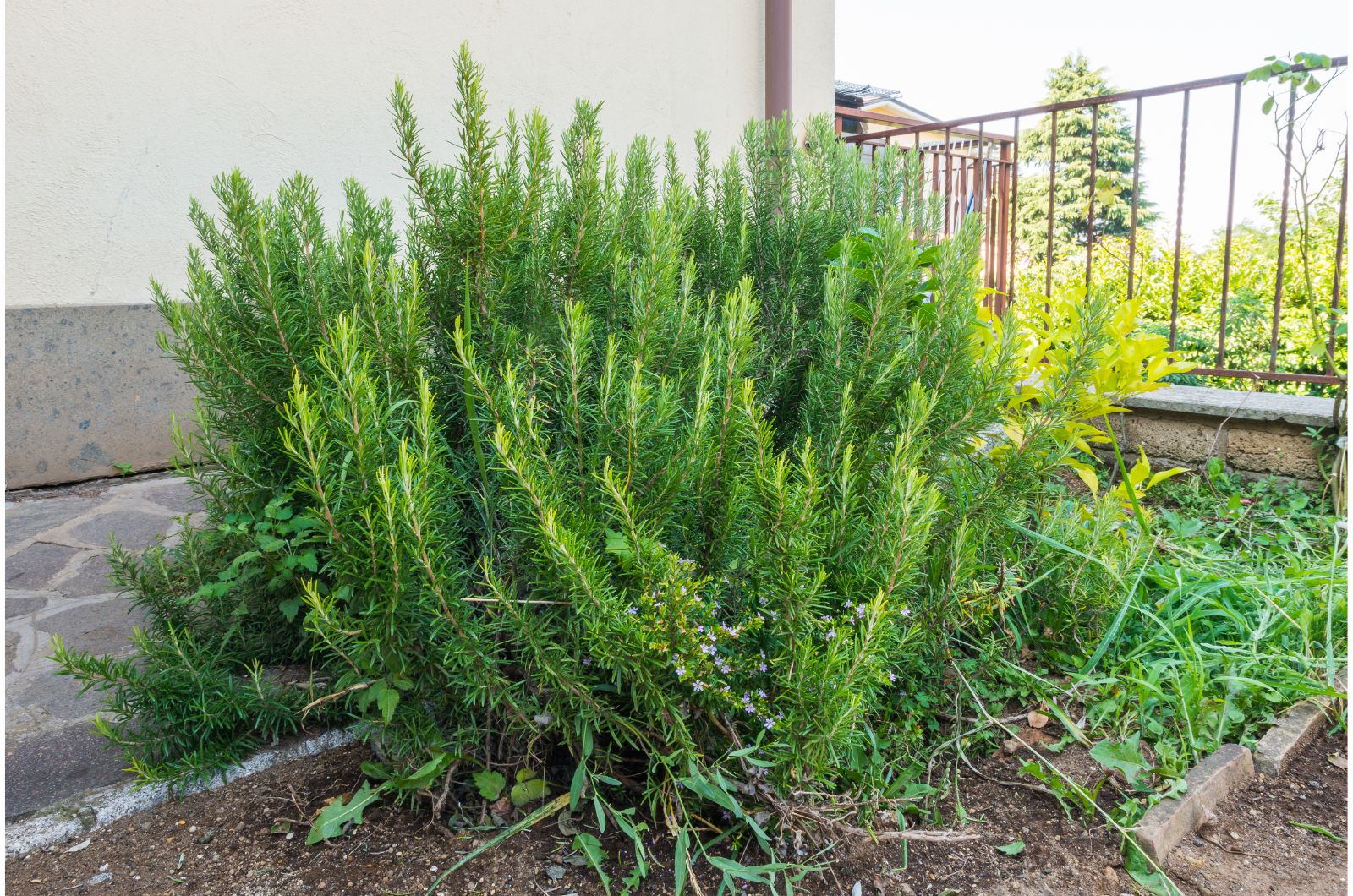 rosemary bush