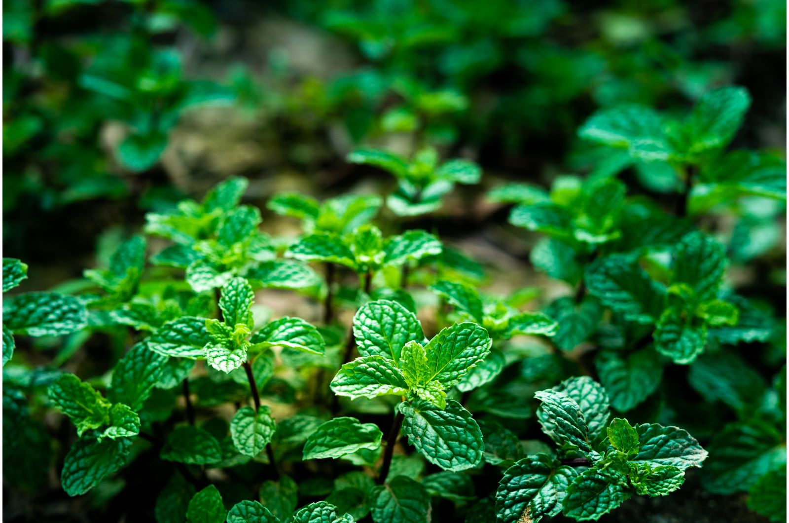 peppermint plant
