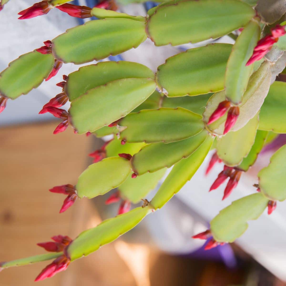 A close-up of a christmas cactus ready to bloom.