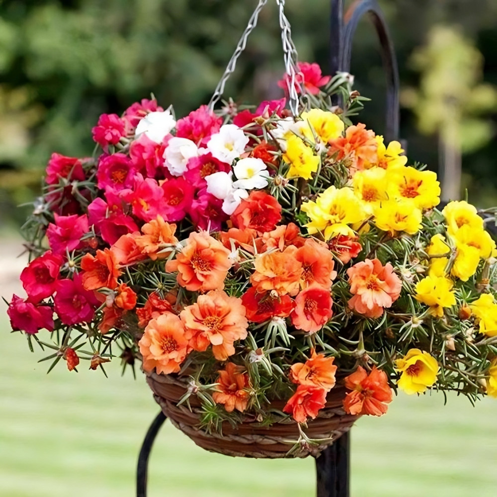 21 Exquisite Hanging Basket Plant Ideas For Every Setting